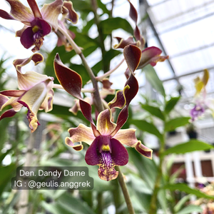 Dendrobium Dandy Dame