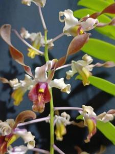 Dendrobium Dandy Dame