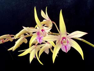 Dendrobium Elegant Heart