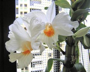 Dendrobium Formidible