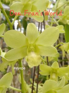 Dendrobium Fran's World