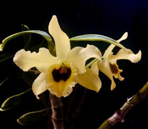 Dendrobium Golden Blossom