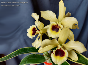 Dendrobium Golden Blossom