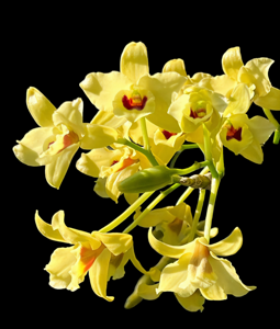 Dendrobium Golden Blossom