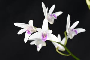 Dendrobium Gillian Leaney