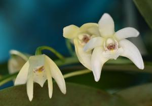 Dendrobium Gracious Falcon