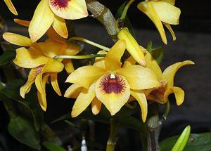 Dendrobium Gold Papillon