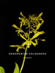 Dendrobium Goldenrod