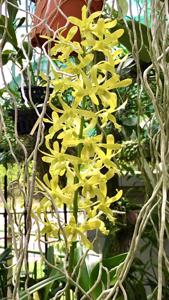 Dendrobium Goldenrod