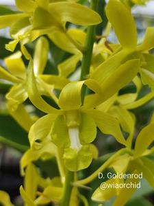 Dendrobium Goldenrod