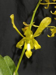 Dendrobium Goldenrod