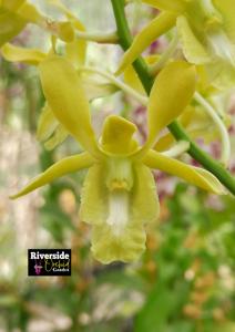 Dendrobium Goldenrod