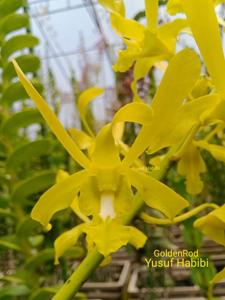 Dendrobium Goldenrod