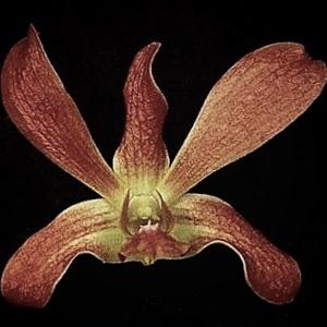 Dendrobium Goldenhill