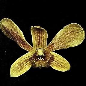 Dendrobium Goldenhill