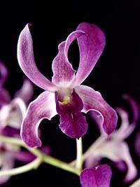 Dendrobium Halawa Beauty