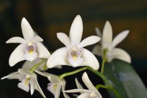 Dendrobium Gulginni