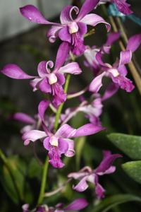 Dendrobium Henry Ito