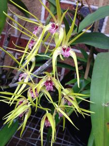 Dendrobium Hilda Poxon