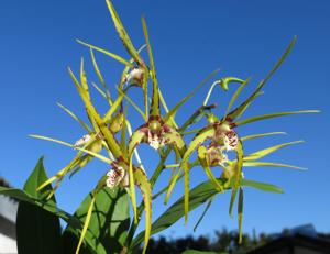 Dendrobium Hilda Poxon