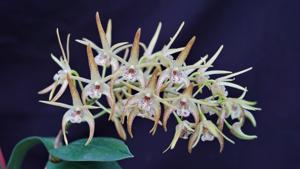 Dendrobium Hilda Poxon