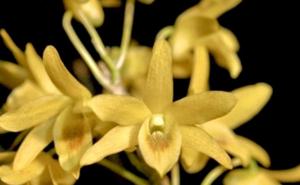 Dendrobium Ise