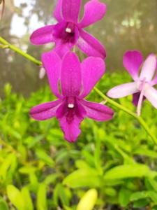 Dendrobium Indonesia