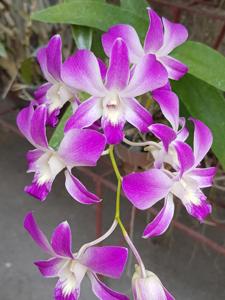 Dendrobium Jaquelyn Thomas