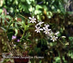 Dendrobium Jaquelyn Thomas