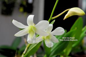 Dendrobium Jaq-Hawaii