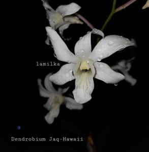 Dendrobium Jaq-Hawaii