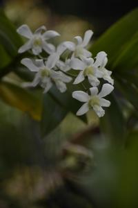 Dendrobium Jaq-Hawaii