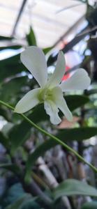 Dendrobium Jaq-Hawaii