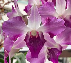 Dendrobium King Dragon