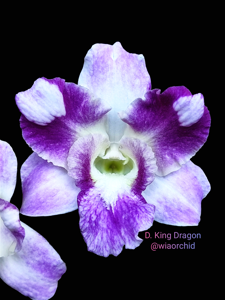 Dendrobium King Dragon