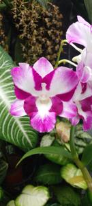 Dendrobium King Dragon