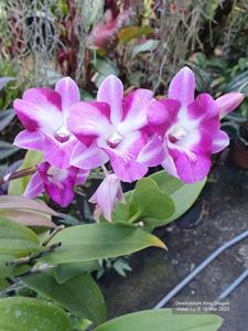 Dendrobium King Dragon
