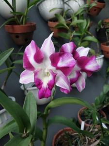 Dendrobium King Dragon