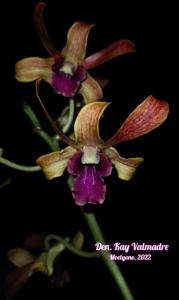 Dendrobium Kay Valmadre