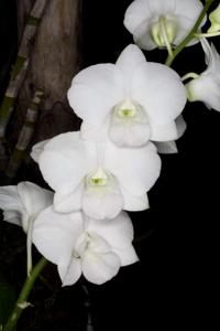 Dendrobium Kasem White