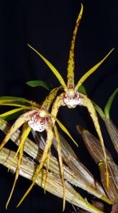 Dendrobium Kungara