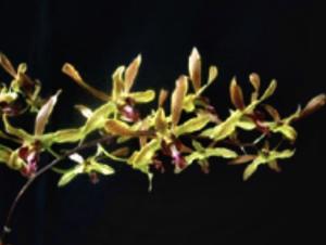 Dendrobium Liholiho