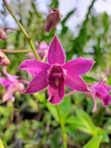 Dendrobium Macrobig