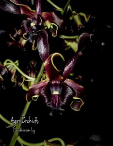 Dendrobium Ly