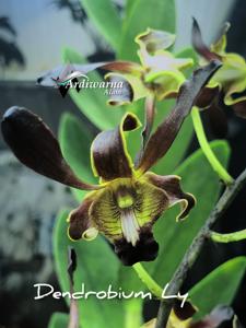 Dendrobium Ly