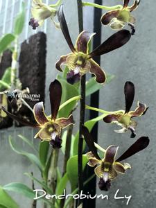 Dendrobium Ly