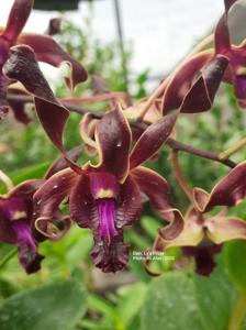 Dendrobium Ly's Pride