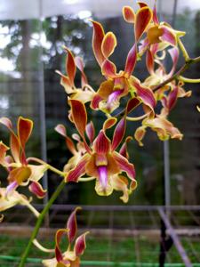 Dendrobium Ly's Pride