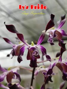 Dendrobium Ly's Pride