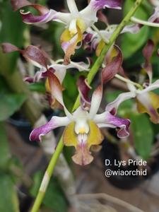 Dendrobium Ly's Pride